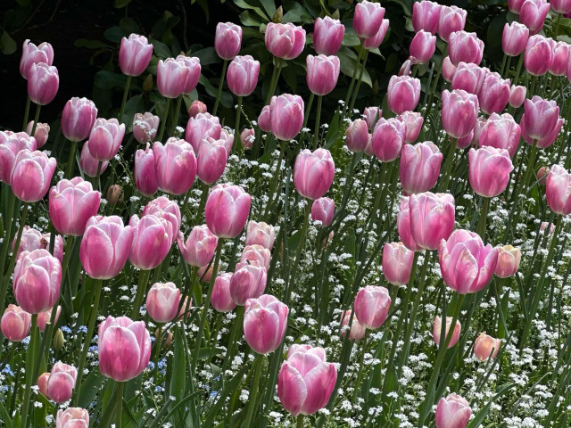 Dozens of pink tulips rise above white sprigs of baby's breath.
