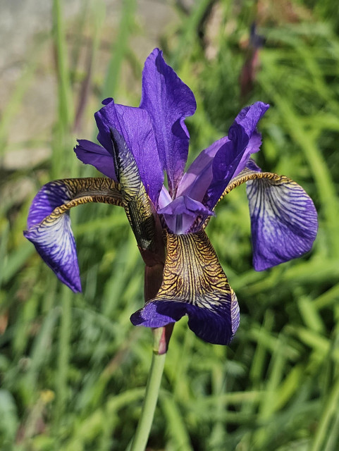 A single. purple iris, amidst the greenery.