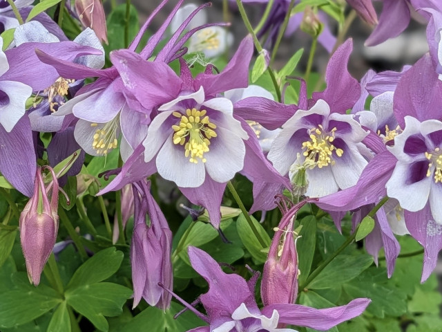 A cluster of bicolor columbine flowers (Aquilegia) is shown in a vibrant, close-up portrait. The blooms feature elegant, long-spurred outer petals in a soft lavender-pink, which surround delicate, creamy white inner petals. At the very center of each flower, a bright tuft of yellow stamens adds a focal point of color.