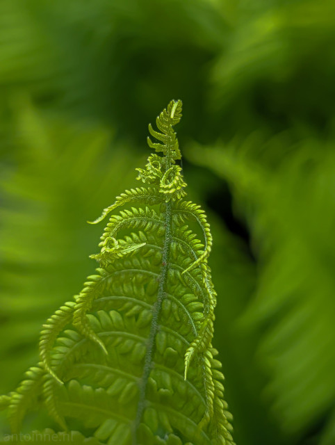 The intricate details of the fern's frond as it unfurls, showcasing its delicate and complex structure. 

The top of the fern is tightly curled. The background of the image is a soft, blurred green.