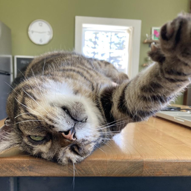 Tabby cat laying upside down on a light wood table with one ear squished under his head and two little fangs visible. One paw is stretched out toward the camera. He looks like a complete goof tbh.
