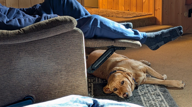 Golden lab is biding her time and staying close to her pal until it's time to work in the garden. 