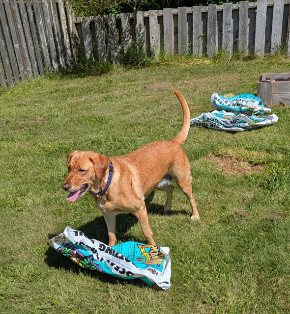 Golden lab is standing next to an empty turquoise ocean forest potting soil bag on the grass. More empty bags are behind her. 