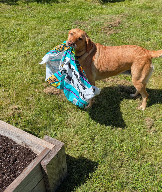 Golden lab is carrying an empty plastic garden soil bag in her mouth. 