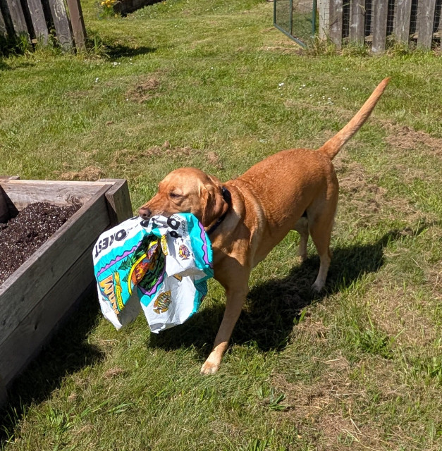 Golden lab is carrying an empty plastic garden soil bag in her mouth. 