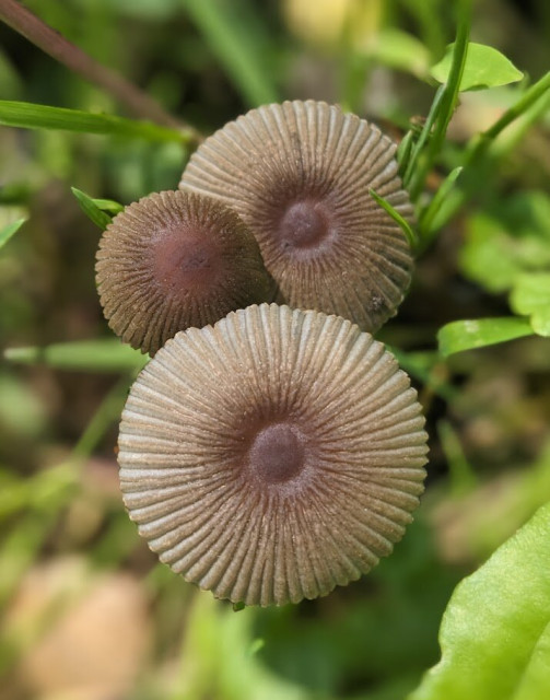 A top-down view of three tiny goldenhaired inkcaps clustered together in green grass in the sun. The open ones have a soft grey-gold-brown coloring and a perfect pleated parasol shape.
