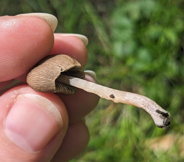 A side view shows a peek of grey-brown gills and a lighter-colored, kind of waxy-looking stem.