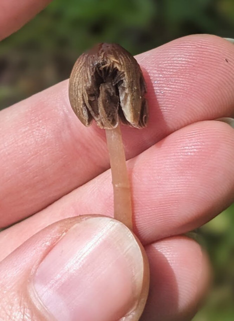 A section torn out of the cap shows a little more of the fine gill structure and the texture of the stem.