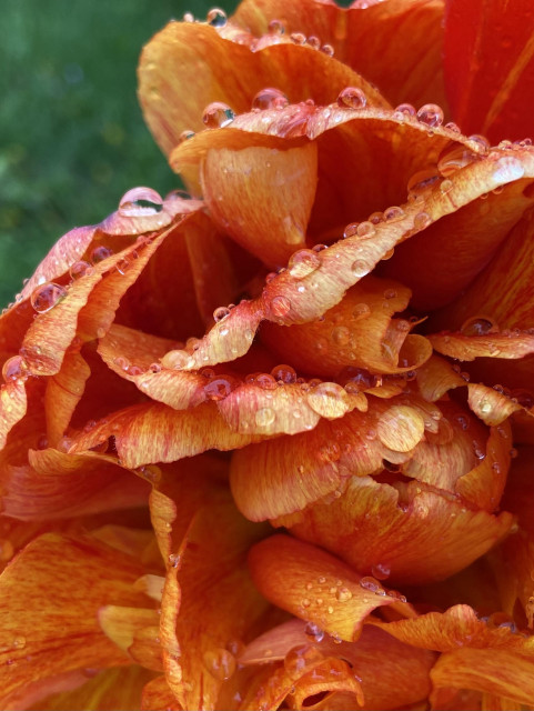 Closeup on an extravagantly petalled tulip, with red and orange striations, covered in raindrops, with a bit of bright green in the background. A bit of warmth and drama on this cold rainy day. 
