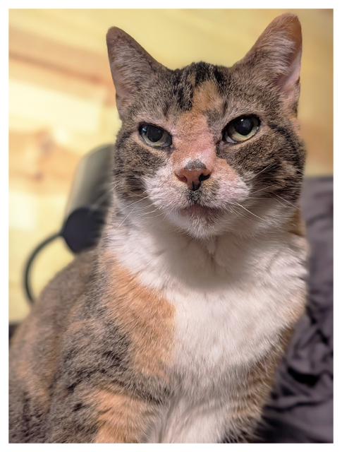close-up of a calico cat with white markings and green eyes making contact.