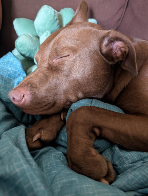 Large brown dog sleeps peacefully on top of blue blanket. One paw is curled inwards.