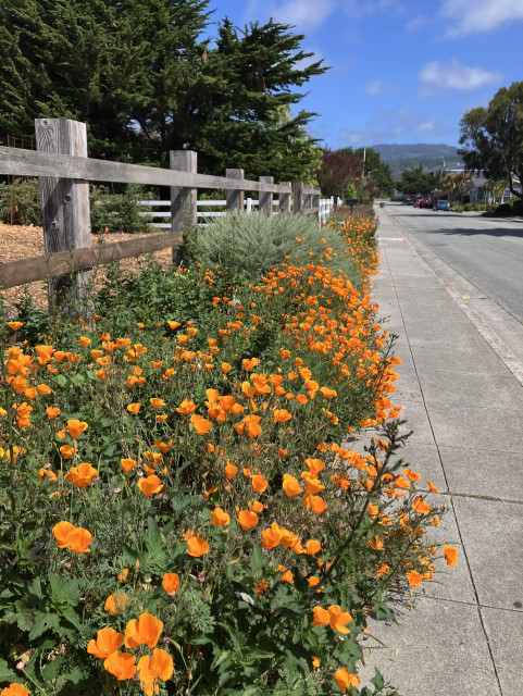 A mass of orange California poppies growing along the sidewalk in front of a split-raid fence. 
