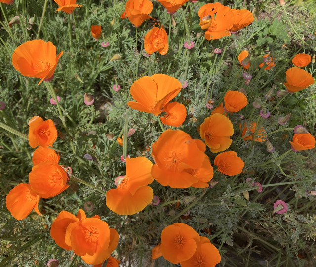 A close-up look at some of bright orange poppies.