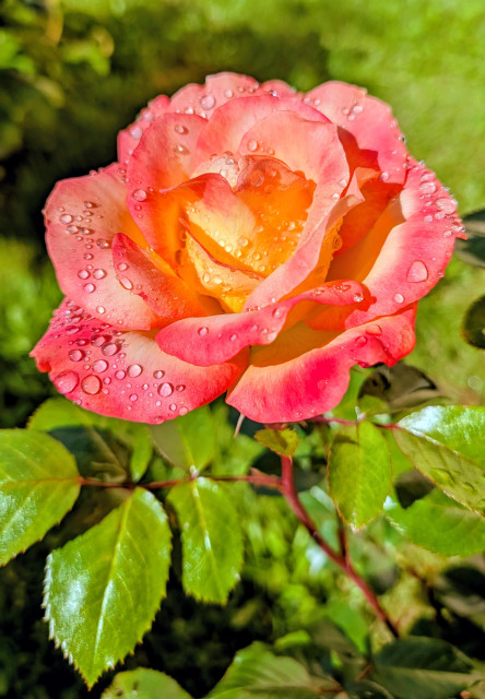 A yellow and pink rose blossom covered with rain drops.