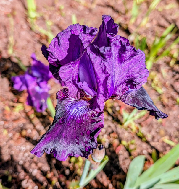 Our first bearded iris blossom for this year. It is purple. 