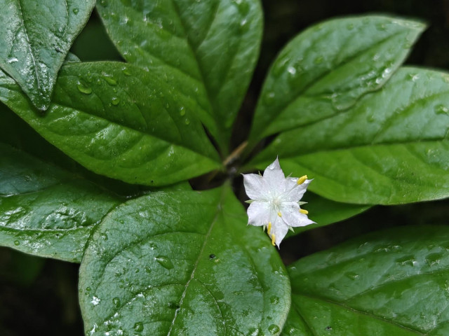 A tiny starflower, bright against deep green foliage.