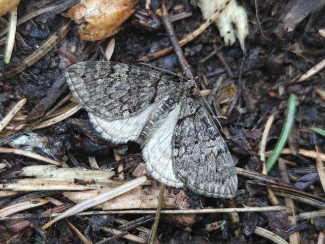A carpet moth rests tired wings on the forest floor.