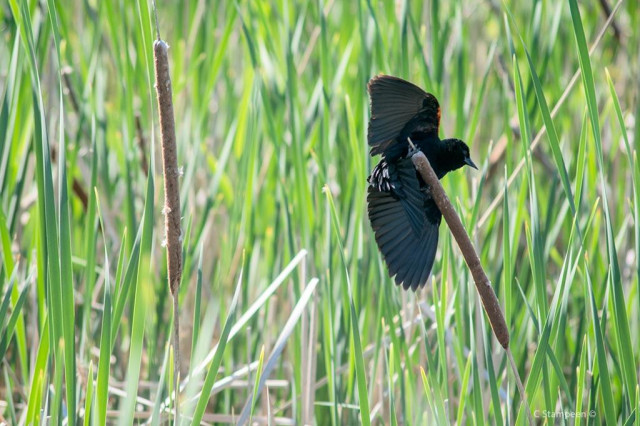 A red-winged blackbird is gripping onto the end of a cattail, facing right, with the cattail between him and us. Its tail feathers are completely in the down position, bent towards his belly, almost touching the cattail; it left wing is completely outstretched, facing us, and its right wing is up, outstretched, but bent towards the cattail.  It's a very odd pose as he balances. 