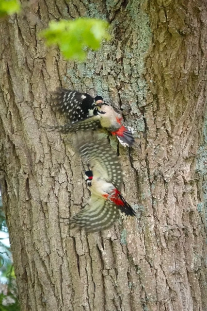 Two great spotted woodpeckers on a tree trunk arguing. Birds blurry because flapping wings and such 