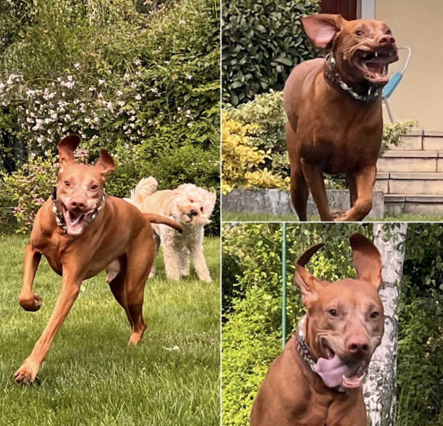 A hilarious collage of five photos showing Milow, a reddish-brown Vizsla, in various comical poses. The images capture him from funny angles: lying on his back with a paw in the air, yawning with his mouth wide open showing all his teeth, sticking his tongue out in a "derpy" expression, and looking directly into the lens with his large, floppy ears and soulful eyes. The collage perfectly illustrates the silly and expressive "chocolate side" of his personality.