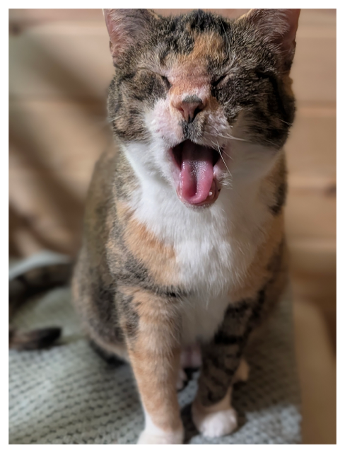 a calico cat witth white markings is mid-yawn, eyes squeezed shut. she is sitting on a mint green towel. the background is wood paneling.