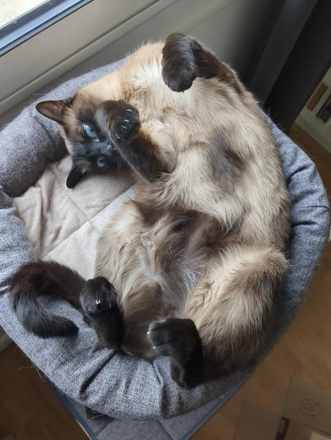 A siamese cat showing her belly