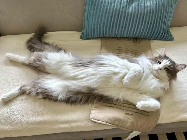 Thor, a silky-smooth fluffy grey and white half-Ragdoll cat, lying on his back on a tan heating pad on a cream blanket on a grey sofa, looking atchu with Eyes of Alluring as he exposes his freshly brushed and smooth belly.