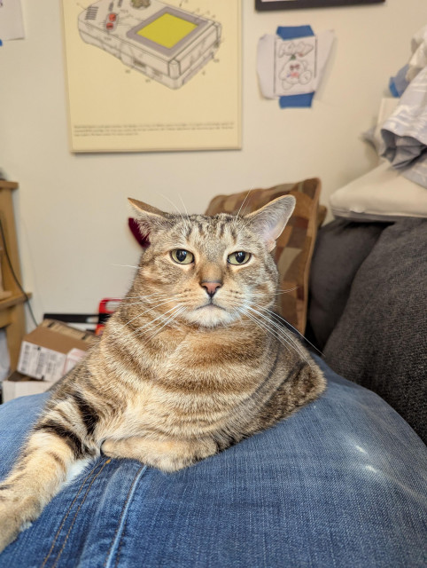 A cat, lying on a person's outstretched legs. The cat is looking straight at the camera with an expression of mild disdain, with ears angled only slightly back. Sort of a, "What are you doing to resolve this bullshit?" look.