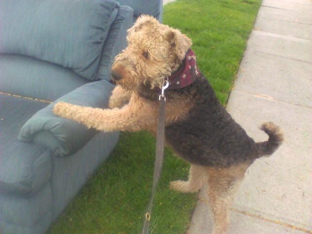 An Airedale Terrier has her front paws on a blue/grayish chair that has been left out as garbage.