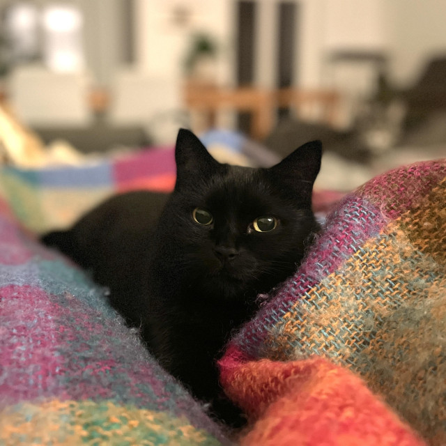 A black cat between colorful blankets with an earnest and concerned look into the camera.