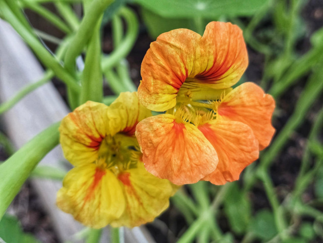 Two nasturtium flowers, one orange, yellow and red, the other yellow and red.