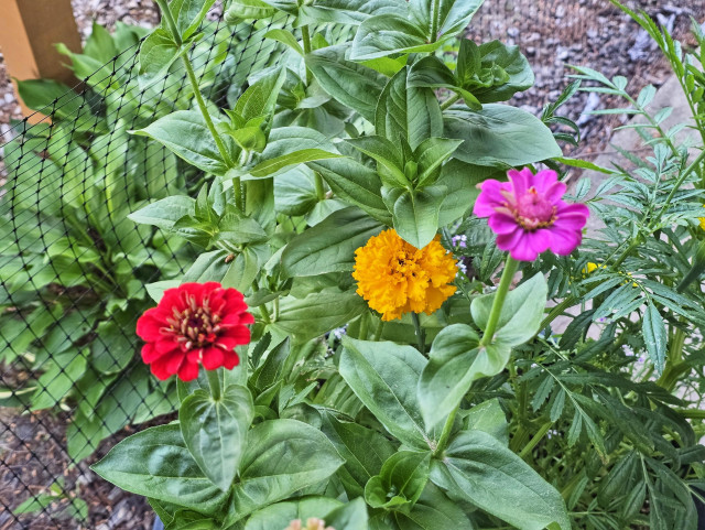 A red and pink zinnia with an orange marigold and greenery.