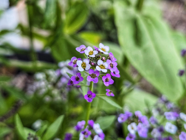 Alyssum flowers in white and purple. They are small and delicate.