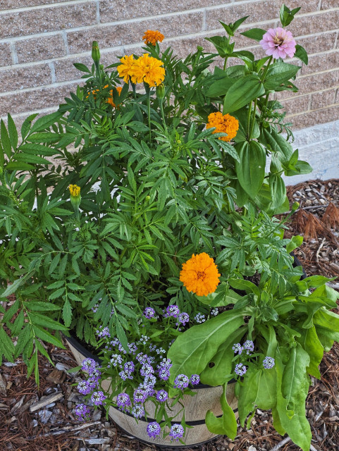 A large pot with orange marigolds, pink zinnia and white and purple alyssum.