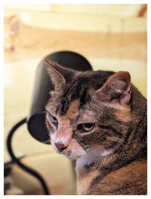 calico cat with green eyes, looking to the left. the background is blurred, showing a black lamp and wood-paneled wall. 