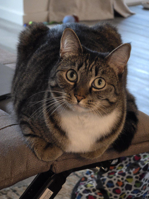 A brown tabby cat with a white chest lays in a loaf posture