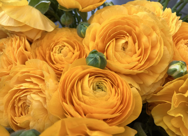 Bright yellow ranunculus blooms, with a little bud right in the center.