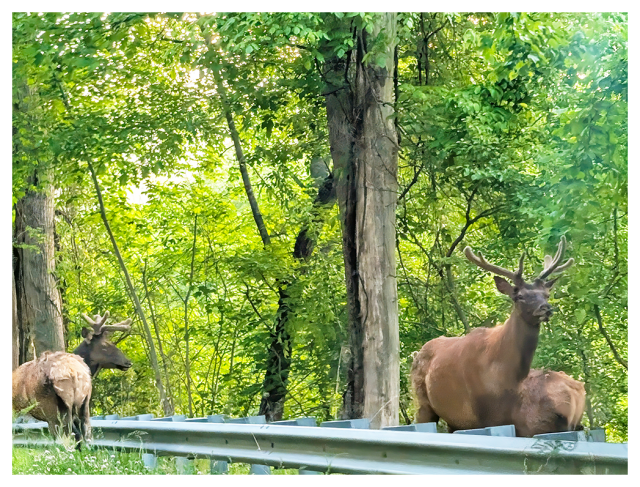 three elk with antlers rest and stand beside a metal guardrail on a roadside, surrounded by lush, dense green trees and foliage. sunlight filters through the forest canopy.