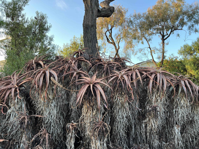 tall clustered aloe plants with red spiky starburst leaves at top and scraggly beards of dead leaves below. they're growing under a eucalyptus which is maybe why they are unhappy