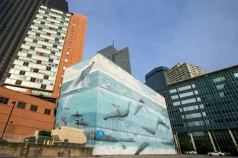 The Whaling Wall 82 before its desecration at the hands of FIFA greed. This beloved downtown Dallas mural depicted an epic & peaceful blue ocean scene of frolicking whales in the middle of the bustle and commerce. 