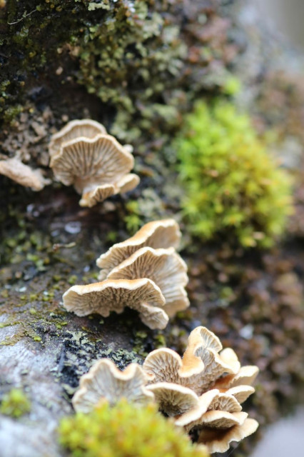 Macro photograph of yellow-brown, half-moon-shaped saprophytic fungi stacked on top of each other in small groups of three or four on the trunk of a tree, the lamellae clearly visible from below. Green moss and grey lichen also grow on the same trunk.

Photographie macro de champignons saprophytes brun jaune, en forme de demi-lune et empilés les uns par dessus les autres en petits groupes de trois ou quatre sur le tronc d’un arbre, les lamelles bien visibles du dessous. De la mousse verte et du lichen gris poussent aussi sur le même tronc.
