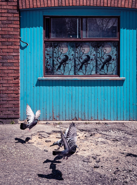 Some pigeons taking off in front of a wall with blue wood vertical slats. There is a window in it that has an image of three crows. 