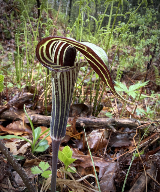 Jack in the Pulpit flower on the edge of a forest trail, the telltale green/brow stripped "pitcher with the top bent over