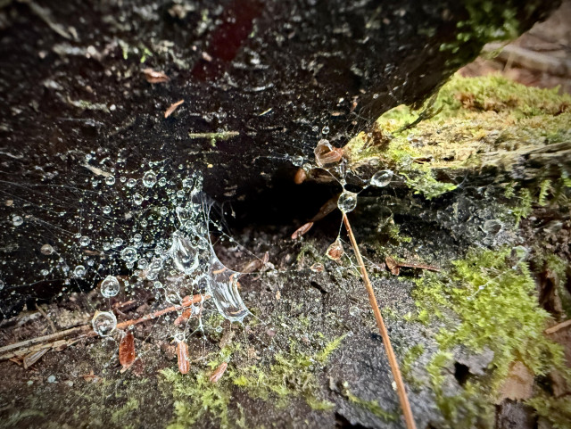 tiny spiders web outside a small hole in a tree trunk, ringed with mosses. The web had collected rain drops and looks like some kind of illustration depicting gravitational pull between galaxies 