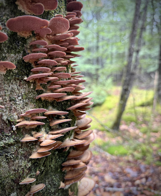 side of a tree covered in small shelf fungus, with foggy mossy forest in the background