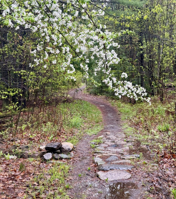 Forest trail with a blooming tree branch hanging low overhead. The trail has been "rock hardened" because it's often a wet area, but as can be seen a new trail has formed to the side of the rocks because deep in their rough and tumble hearts most mt bikers don't like rocks.  ';^)