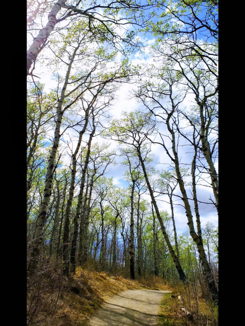 A woodsy, unpaved path runs directly through the aspen woodlands of Glenbow Ranch Provincial Park between Calgary and Cochrane Alberta. 
The new green leaves of mid May spring are just starting to show at the top of tall trees reaching upward to capture the sunlight. 