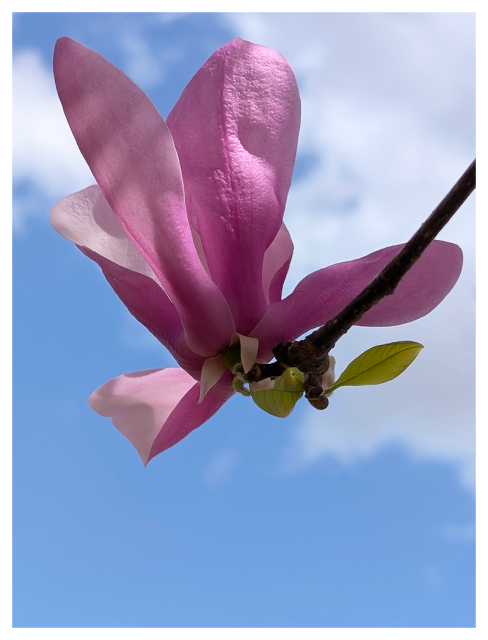 close-up of a blooming pink magnolia flower on a thin brance with two small green leaves, set against a bright blue sky with soft white clouds 