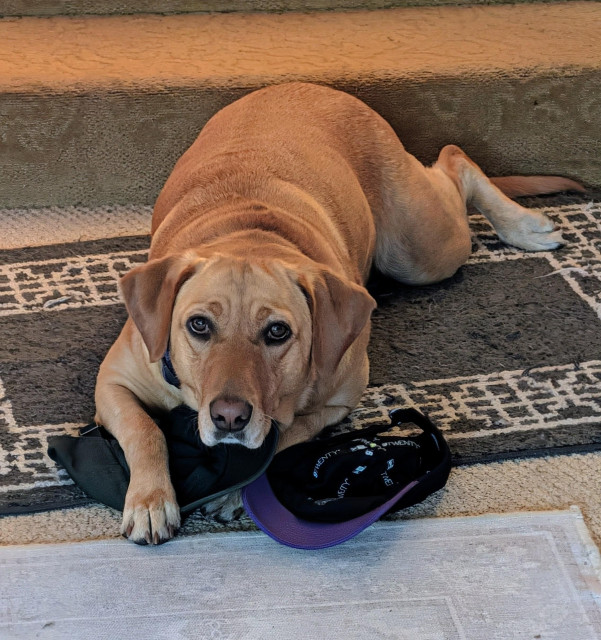 Golden lab is lying on the old brown rug on the floor. She has two baseball caps with her and is looking up at the camera. 