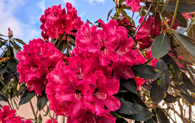 Very dark pink rhododendron blossoms. These flowers are larger than most of the rhodies around here. 